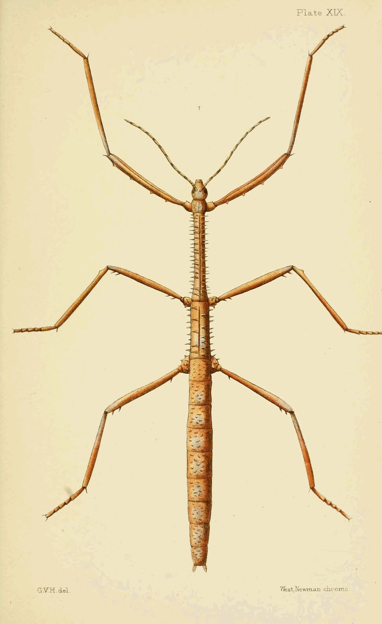 Plate XIX.