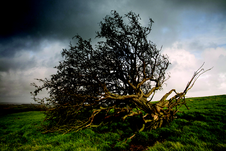 tree uprooted