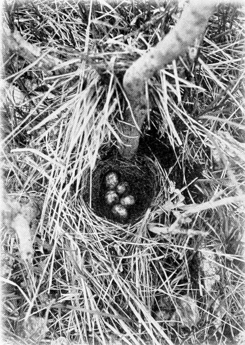 Taken in Stevens County. Photo by the Author. GROUND NEST OF BREWER BLACKBIRD.