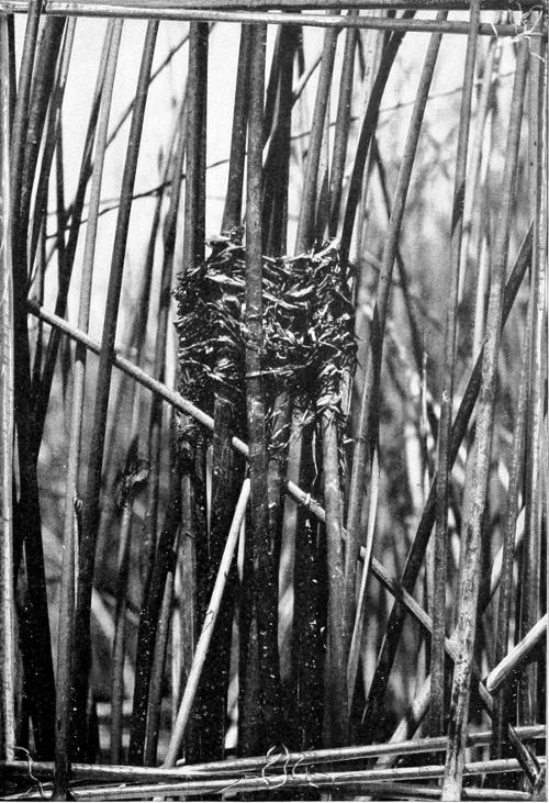 Taken in Douglas County. Photo by W. Leon Dawson. NEST OF YELLOW-HEADED BLACKBIRD IN TULES.