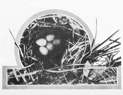 Taken in Stevens County. Photo by the Author. NEST AND EGGS OF THE WESTERN MEADOWLARK.