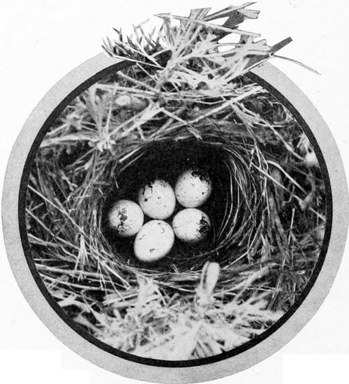 Taken in Douglas County. Photo by the Author. A SAGE-BUSH NEST.