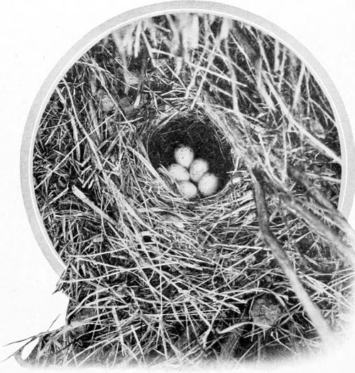 Taken near Chelan. Photo by the Author. GROUND NEST OF WESTERN LARK SPARROW.