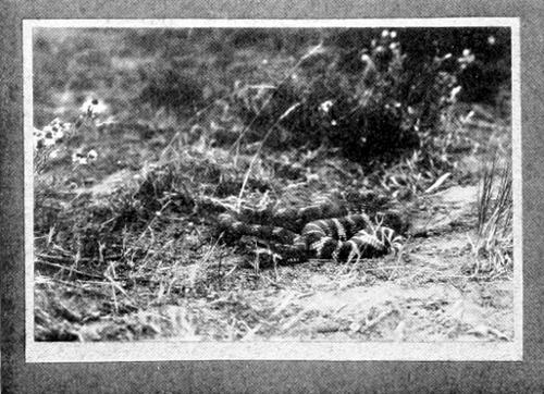 Taken in Douglas County. Photo by the Author. THE ENEMY. THE RATTLESNAKE IS THE SCOURGE OF ALL GROUND-NESTING BIRDS.