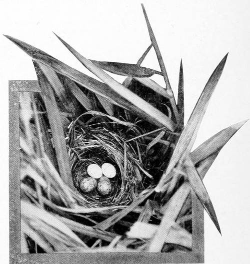 Taken in Douglas County. Photo by the Authors. A WESTERN YELLOW-THROAT’S NEST. NEST CONTAINS TWO EGGS OF THE YELLOW-THROAT AND TWO OF THE COWBIRD.