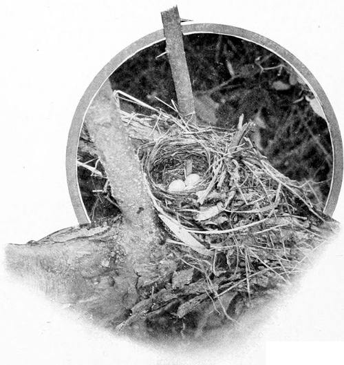 Taken near Spokane. Photo by F. S. Merrill. NEST AND EGGS OF THE WILLOW THRUSH.