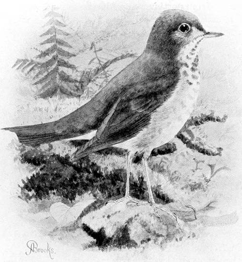 SIERRA HERMIT THRUSH.