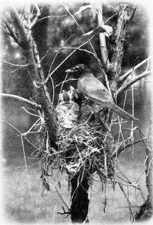 Taken in Michigan. From a Photograph Copyright, 1908, by L. G. Linkletter. THE ROBIN’S NEST.