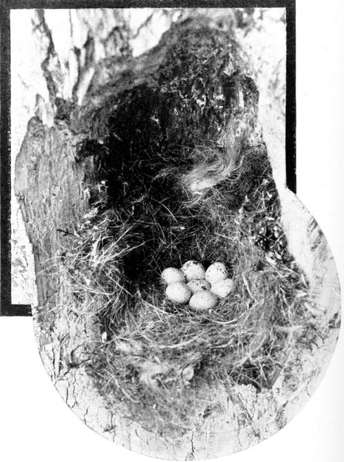 Taken near Tacoma Photo by the Author. NEST AND EGGS OF OREGON CHICKADEE. THE FRONT WALL OF THE CONTAINING STUMP HAS BEEN REMOVED.