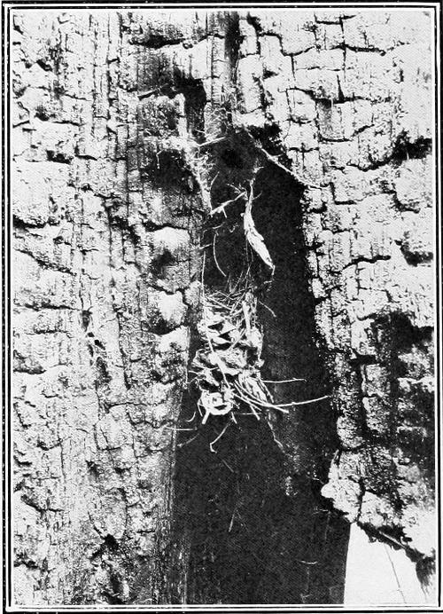 Taken in Seattle. Photo by the Author. NEST OF WESTERN WINTER WREN IN CHARRED STUMP. NOTE THAT A SPIDER WEB ABOVE CLOSELY SIMULATES THE NEST ENTRANCE, WHICH IS REALLY ABOUT MIDWAY.