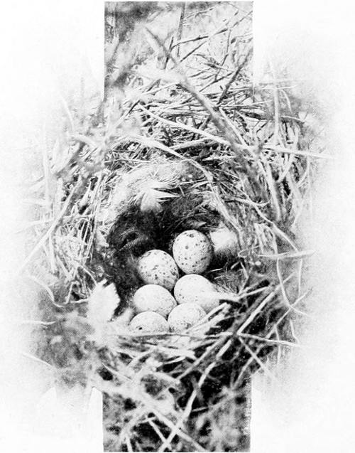 Taken in Douglas County. Photo by the Author. NEST AND EGGS OF WHITE-RUMPED SHRIKE.