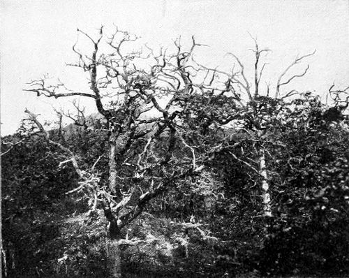 Taken near Victoria. Photo by the Author. THE OAK TREES OF CEDAR HILL. A NESTING HAUNT OF THE NORTHWESTERN FLICKER.