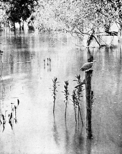 Taken near Portland. Photo by A. W. Anthony. A FISHER PRINCE AT HOME.