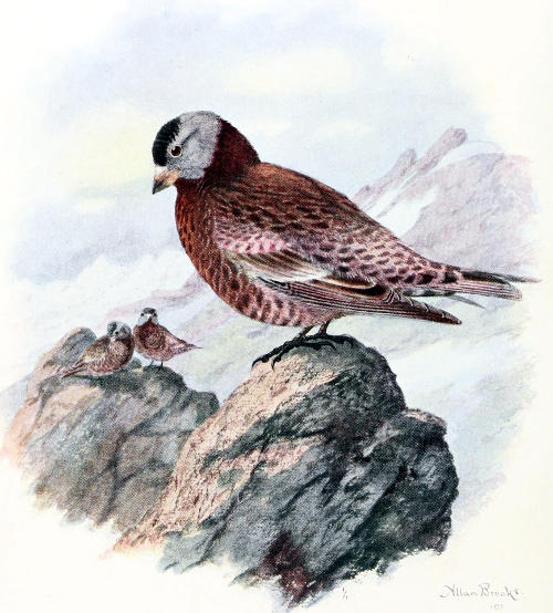 HEPBURN’S LEUCOSTICTE MALE, ⅚ LIFE SIZE From a Water-color Painting by Allan Brooks