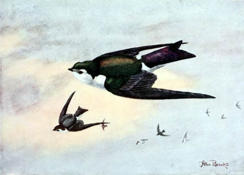 VIOLET-GREEN SWALLOW MALE, 8/11 NATURAL SIZE From a Water-color Painting by Allan Brooks