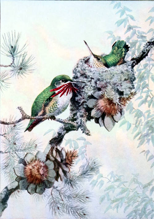 CALLIOPE HUMMERS MALE AND FEMALE, ⅚ LIFE SIZE From a Water-color Painting by Allan Brooks