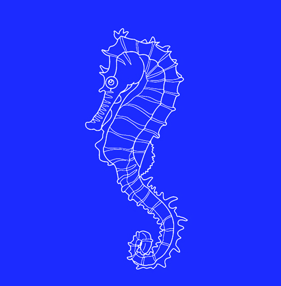 sea horse on a blue background