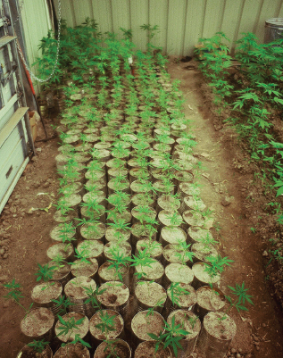 Bedding plants in cans.