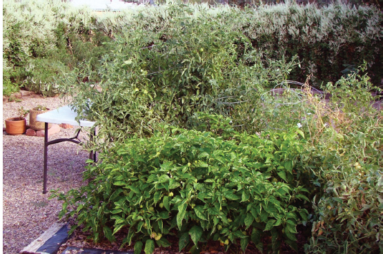 Tomatoes and superhot chiles in a raised bed.