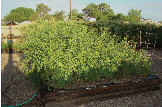 A wall of tomatoes.