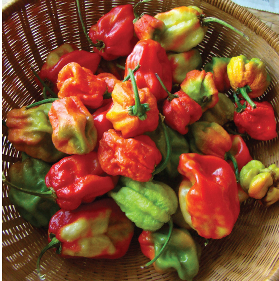 Ripening superhots.