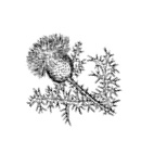 thistle_BW.jpg