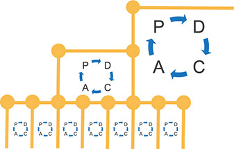 An illustration of the plan-do-check-adjust cycle is shown.