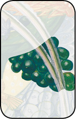 _00_fool_trauben6.tif