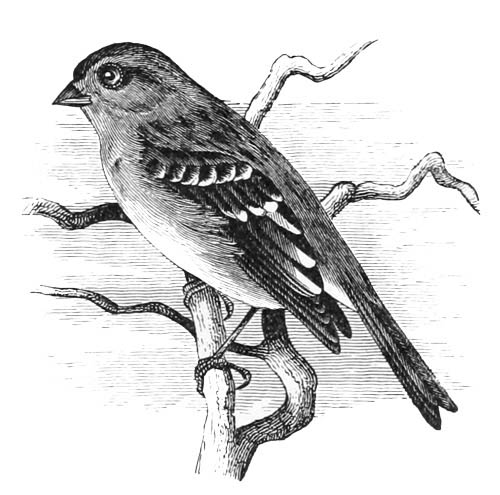 Illustration: Spizella monticola