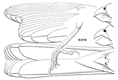 Illustration: Pyrrhuloxia sinuata