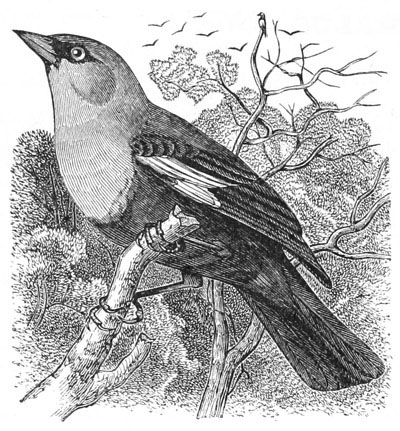 Illustration: Xanthocephalus icterocephalus