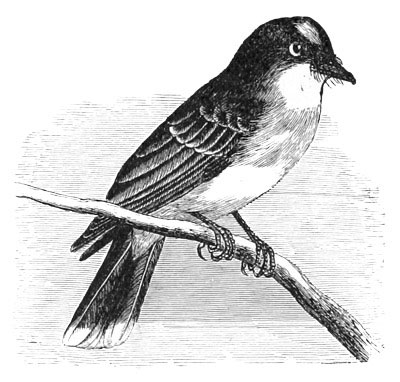 Illustration: Tyrannus carolinensis