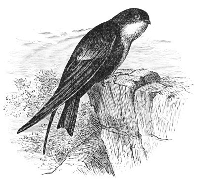 Illustration: Panyptila melanoleuca