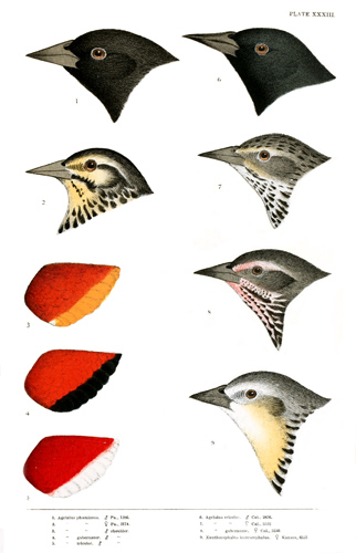 Illustration: Color plate 33