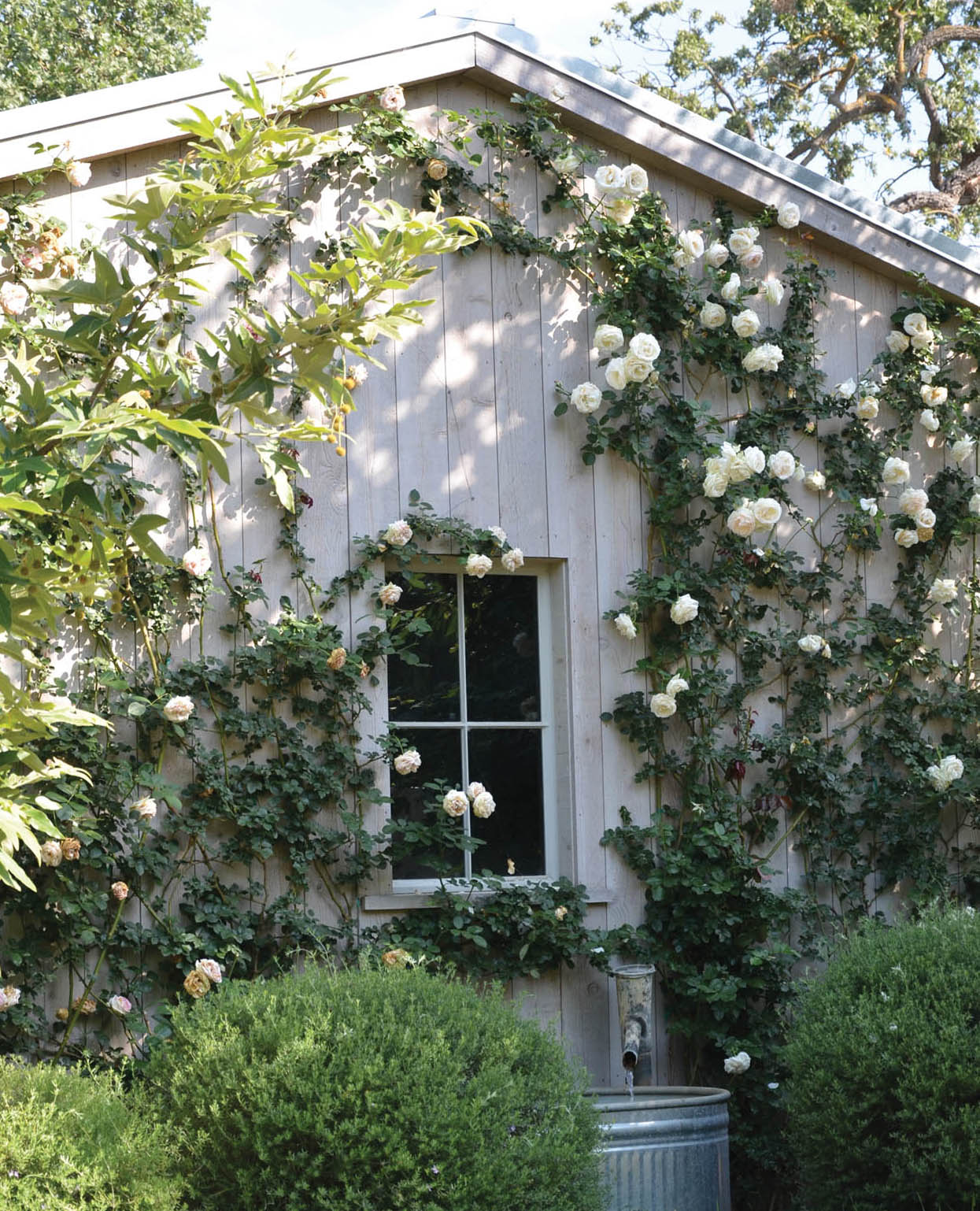 Photo of a barn window surrounded by creeping rose vines.