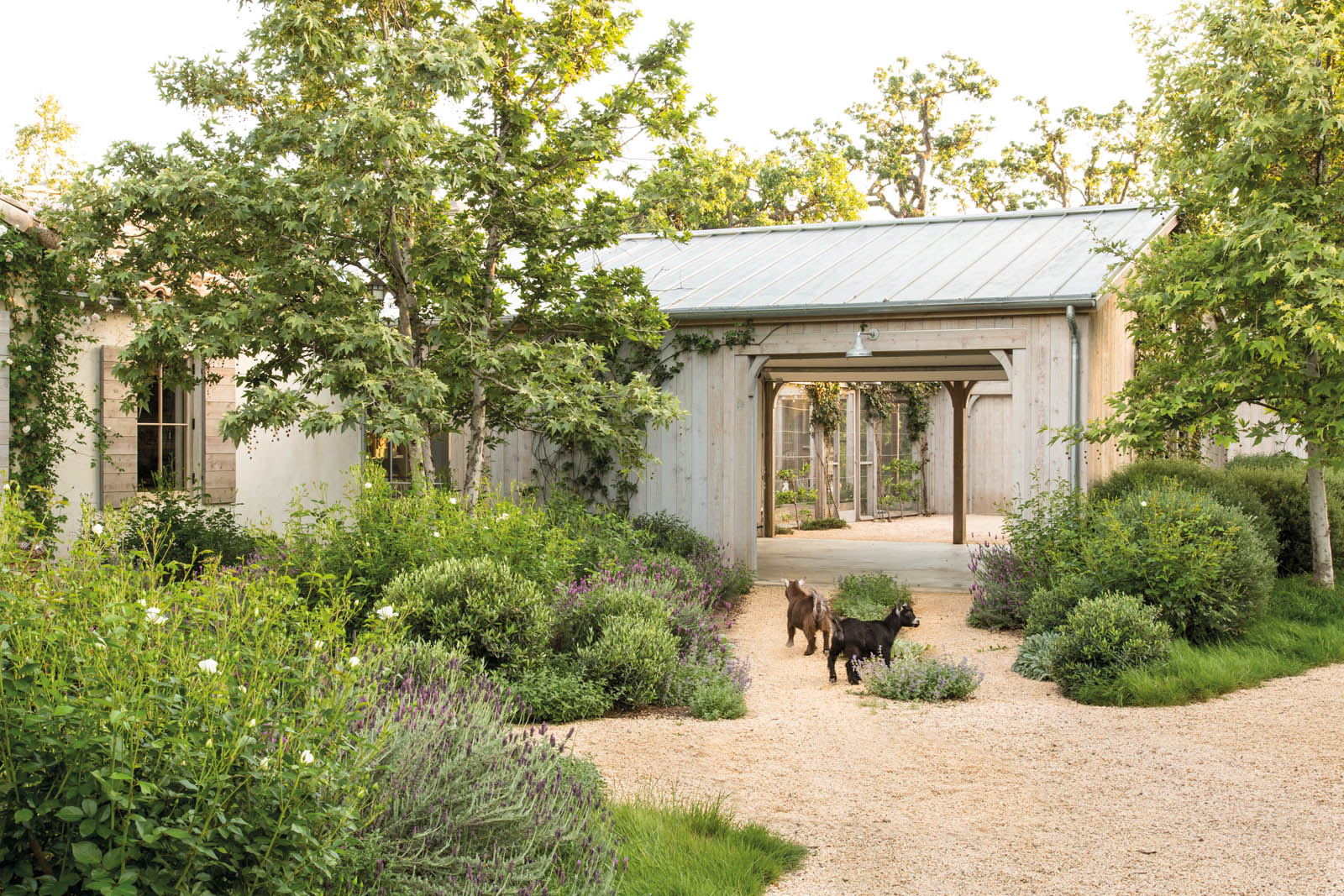 Photo of “Little ollies” (a bush related to the olive tree) shaped into spheres mixed with natural flows of lavender and white roses in the front garden.