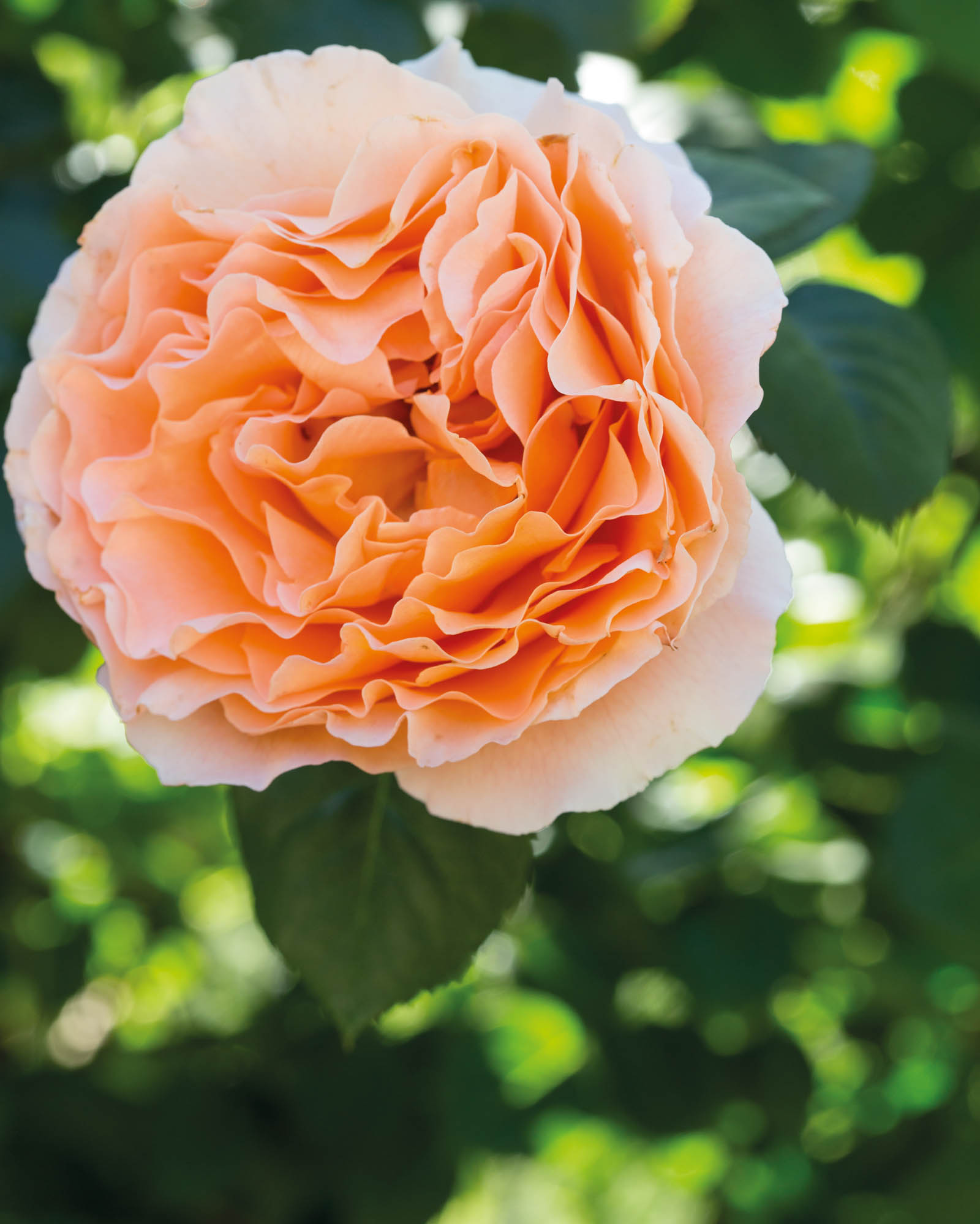 Photo of oversized blooms of Polka rose vines beautifully balanced with muted silver and green foliage in the gardens.