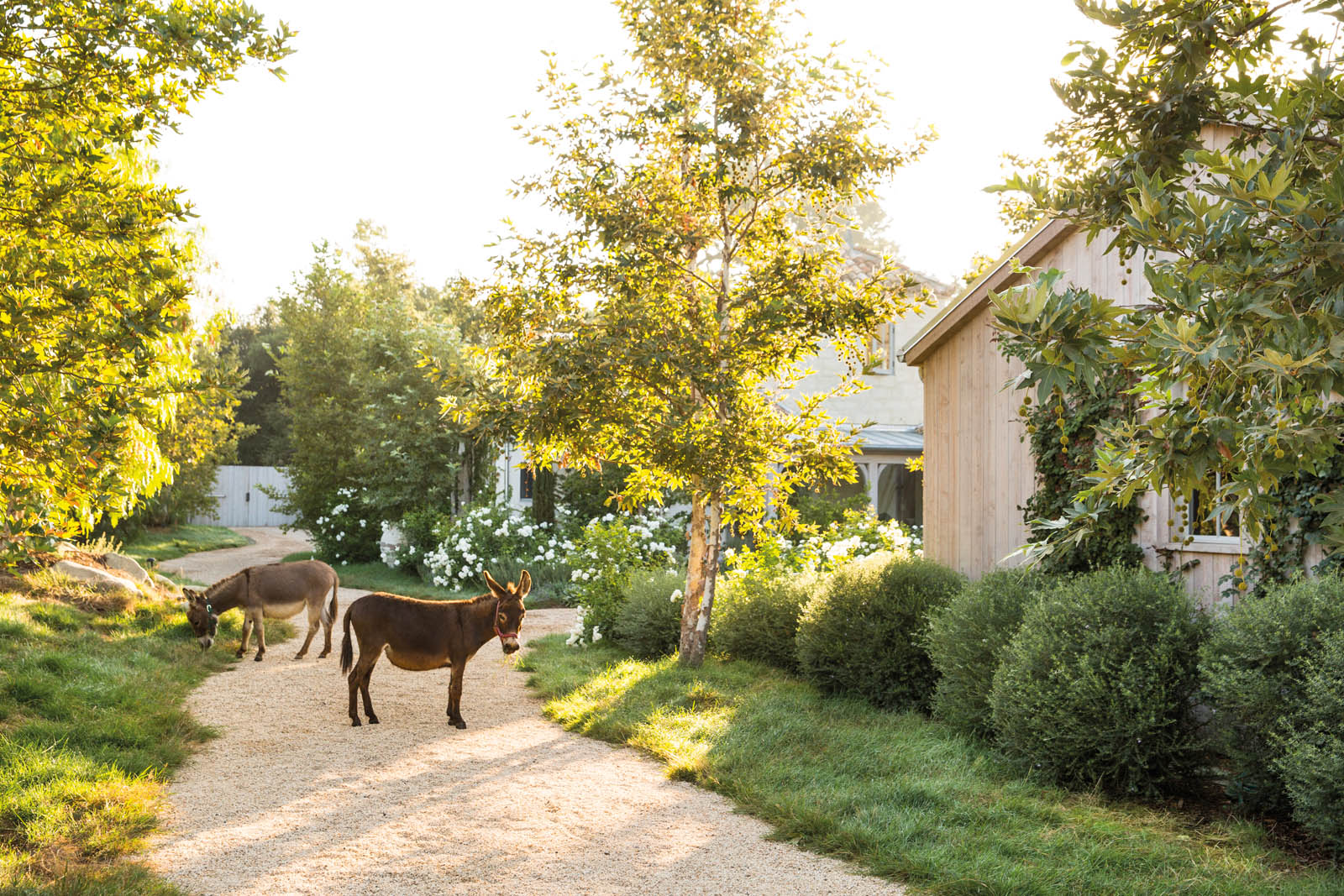 Photo of the Giannetti's donkeys grazing in the yard.