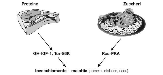 2.5. La regolazione dell’invecchiamento e delle patologie attraverso le vie metaboliche attivate dalle proteine e dagli zuccheri.