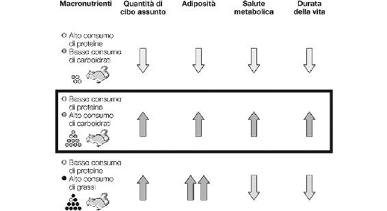 4.2. Un basso consumo di proteine e un alto consumo di carboidrati causa la massima longevità e salute nei topi.