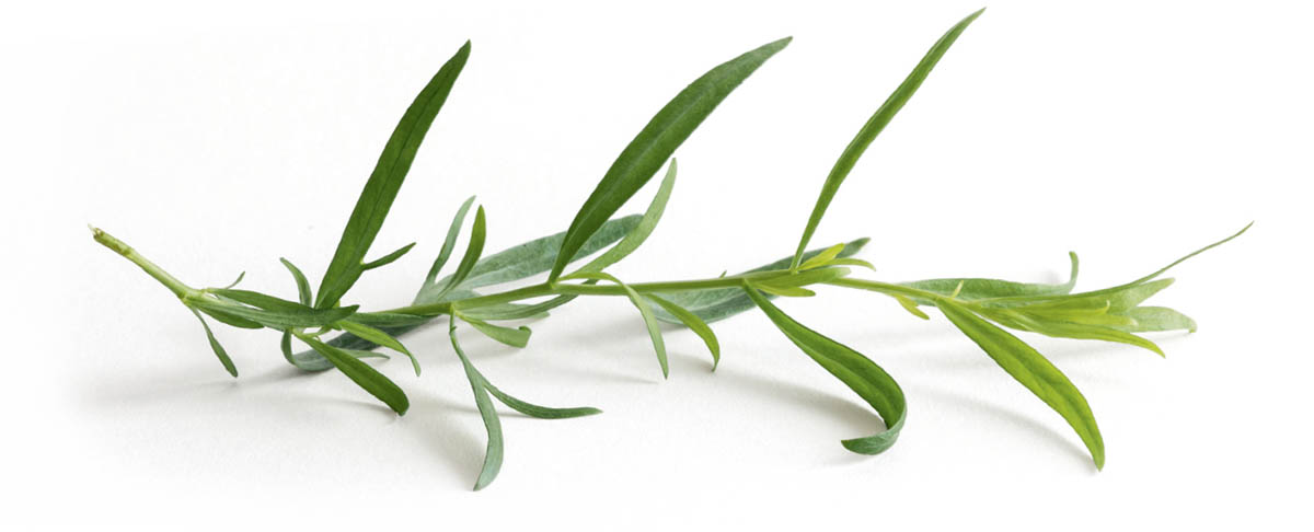 fresh tarragon sprig