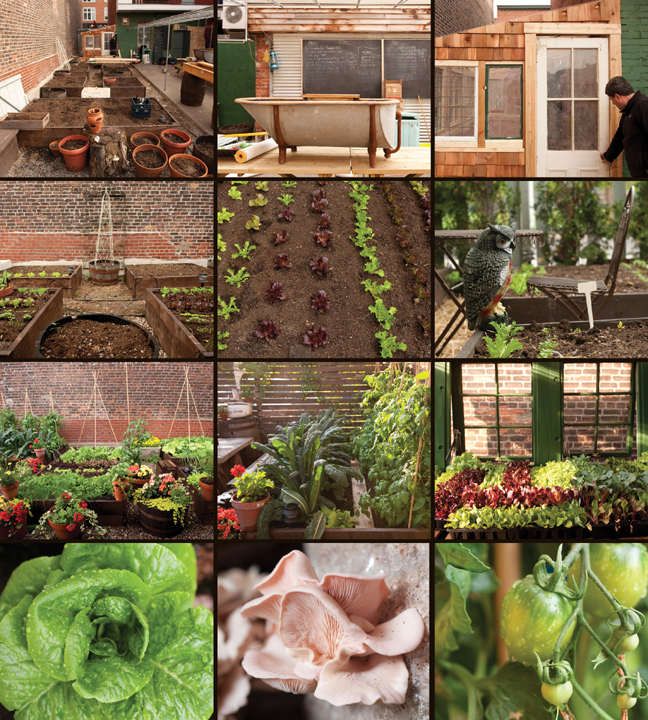 Photos of a backyard garden