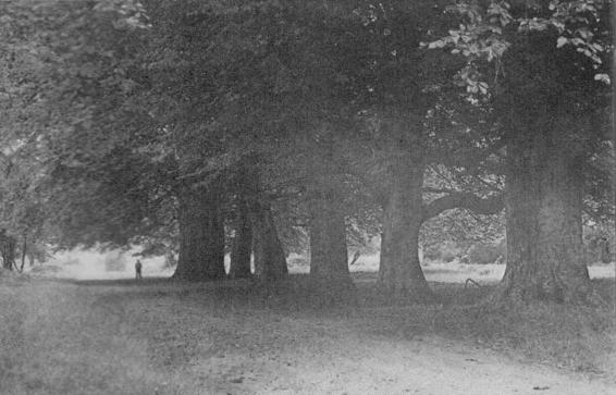 The beech-lined road at Ballachulish, Argyllshire