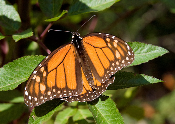 08_23_monarch_butterfly.tif