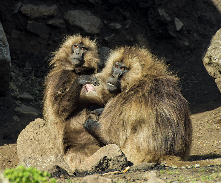 7079_gelada_baboon_9x6.tif