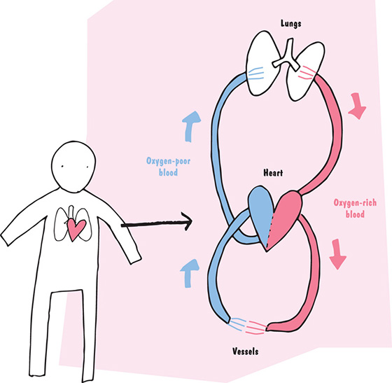 Image shows human body with heart and lungs within chest area. Enlarged view of these parts containing lungs from which oxygen-rich blood move to heart and oxygen-poor blood from heart to lungs. Both has vessels in-between.