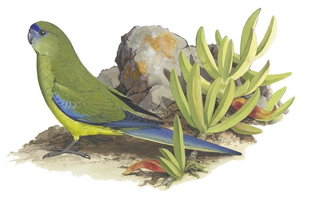 William T. Cooper, Rock Parrot (Neophema petrophila) 1970 (adult male)