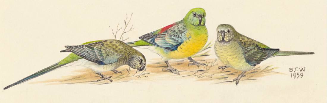 Betty Temple Watts, Red-rumped Parrots 1959