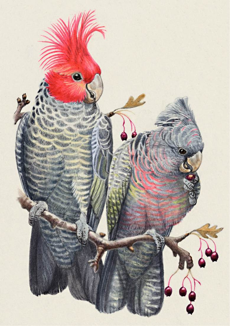 Betty Temple Watts, Gang-gang Cockatoo 1958 (adult male, left; adult female, right) 