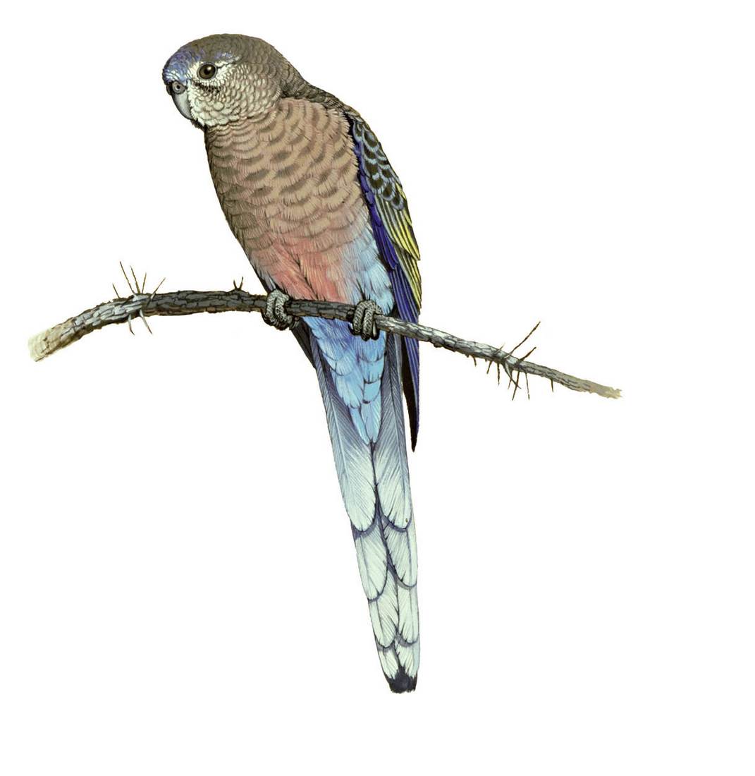 William T. Cooper, Bourke’s Parrot (Neophema bourkii) 1970 (adult male) 